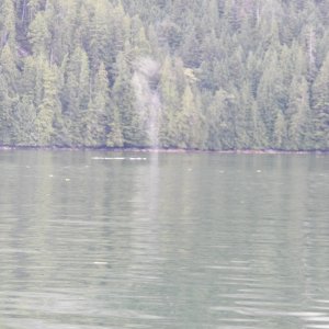 My one picture of a whale.  I've given up on getting a picture of a whale breaching.