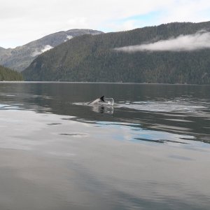 Media 'Getting pictures of Pacific White-sided dolphins were easier.' in album 'On the left is the MV Coho, headed for Victoria.  We left Port Angeles about 8 am for the 90 minute ride.'