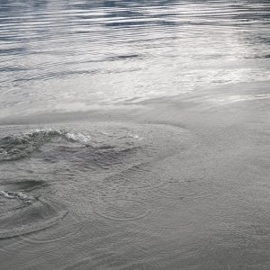 Just missed them.  They chased a school of fish under our boat and entertained us for 1/2 hour.