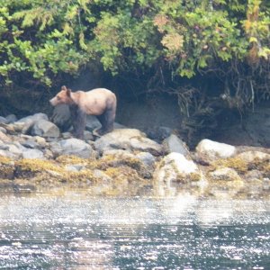 When I spotted this guy I told my wife that it looks too much like a brown bear to actually be a bear.  We drifted into a very quiet little lagoon and watched.