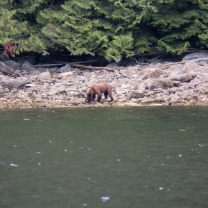 Media 'We had our own bear watching float.' in album 'On the left is the MV Coho, headed for Victoria.  We left Port Angeles about 8 am for the 90 minute ride.'