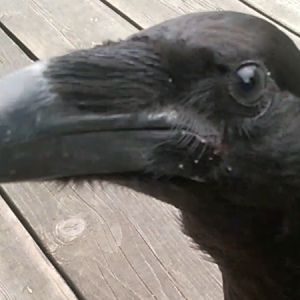 This guy tried to peck my camera.  "No photographs allowed!"