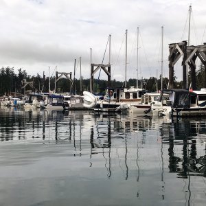 H dock is pretty full of C-Dorys!