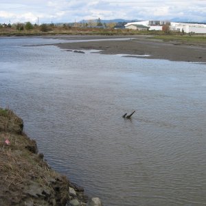 Media 'Same view as previous picture, showing fun stuff in bottom mud. Tide is at about +2 ft, actual depth unknown.' in album 'Stillaguamish River (Stilly) at SR 532 bridge, between Stanwood and Camano Island, looking west.  Tide at about +2 ft., actual depth unknown.'