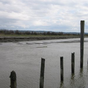 View to SE of previous picture, showing log in mud bottom and muddy shoal.