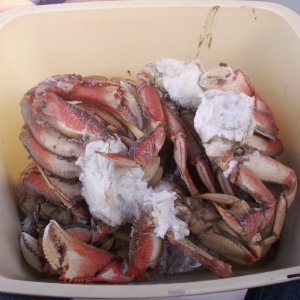 Media 'Crabs - Yum' in album 'Baxter Takes Boys for a Row at Squalicum'