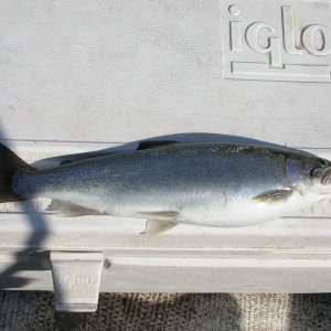 Lake Washington Cuttie