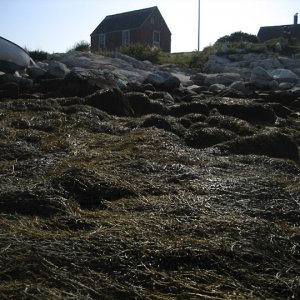 12' Tide