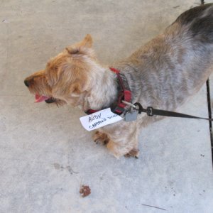 Captain's Dog
