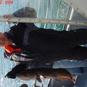 Media 'Another Ling - Westport on Charter "Freedom"' in album 'August 2006 - Trying to catch Salmon, but nothing but Dog Fish. Possession Pt.'