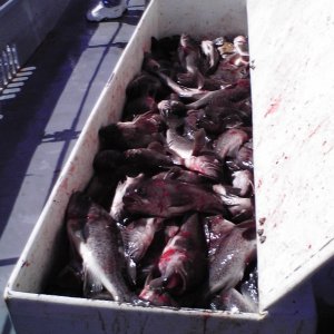 20 people on charter - 10 bottom fish limit = 200 fish :)