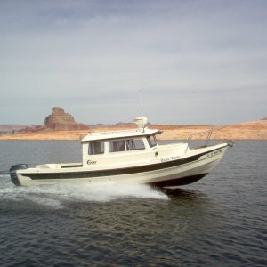 (Cygnet) Rana Verde