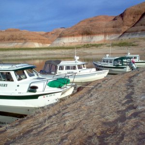 (Cygnet) Oak Canyon