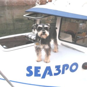 (SEA3PO) Roxie (boaty dog)