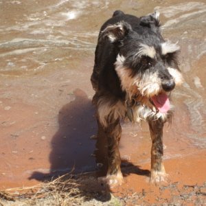(SEA3PO) Whats more fun than a wet dog