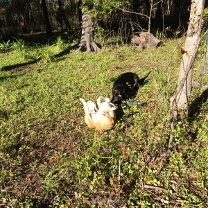 Playtime