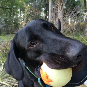 Let\'s throw that ball again!
