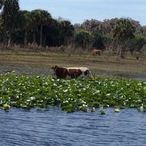 Rule number 37....when boating with cows you\'ve probably gone far enough