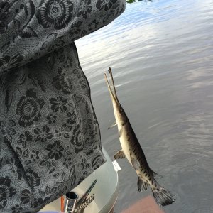 Gar