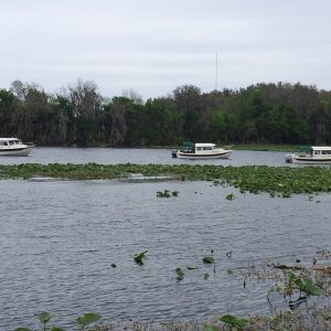 Saw these guys headed to lunch at the Swamp. Alma\'s Only, Safari and Skimmer