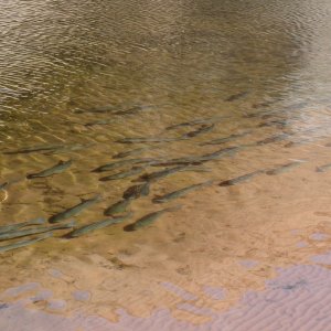 For several days there were hundreds of these stripers along the shore after the chad in Oak Canyon.