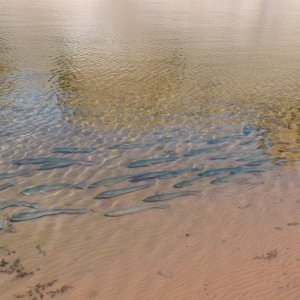 DSC02997