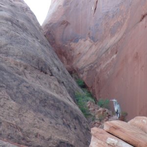 There were three of these & a white egret that kept us all entertained at Oak Canyon.