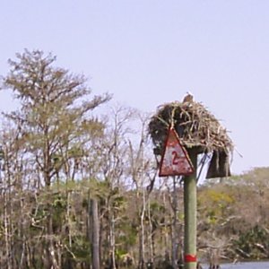 Media 'Osprey nesting' in album 'Salt Creek'