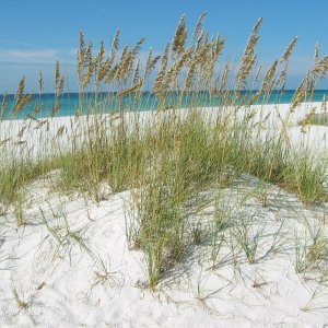 Media 'Destin, Fl (Dunes & Gulf)' in album 'Destin Boat Dancers
from Texas
(During Emerald Coast Boat Week)'