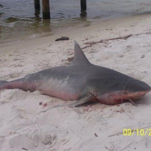 Bull shark landed in the murky water of Cinco Bayou (Ft Walton Beach, Fl) a year ago.