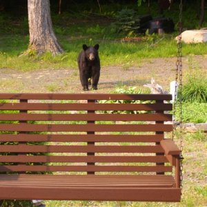Black bear at my dad's house
(Penn Run, Pa)