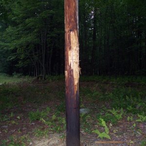 Black bear clawed 
telephone pole
(Penn Run, Pa)