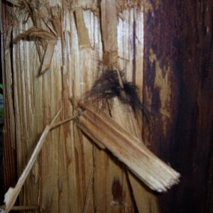 Media 'Close-up of telephone pole' in album 'Destin Boat Dancers
from Texas
(During Emerald Coast Boat Week)'