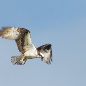 Osprey ready to dive