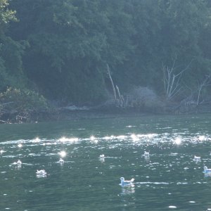 Gulls, early morning Pt Defience