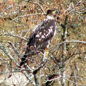 Bald Eagle, 2nd year.