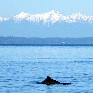 Porpoise and the Olympic Mountains