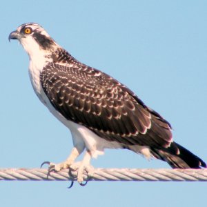Media 'Juvenile Osprey' in album 'Nov 30th, 35 degrees outside, and nice and warm inside.'