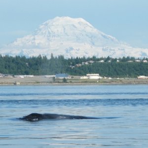 Humpback whale and Mt Rainier
June 21, 2011