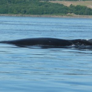 Humpback Whale