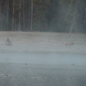 Early frosty morning elk taken from the HunkyDory at the Bridge Bay Marina dock.