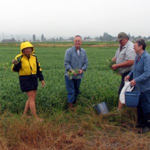 Pea pickers