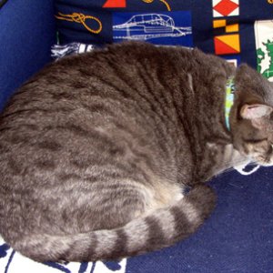 Molly asleep underway