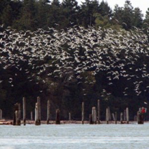 Swarm of seagulls