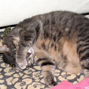 Molly trying to sleep