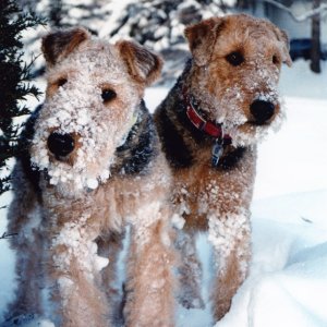 Valkyrie's crew: Valkyrie and Freyja playing in the snow during the off-season.