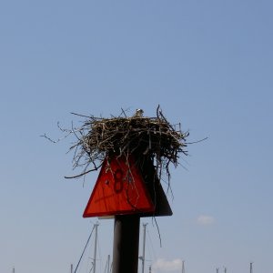 Osprey nest