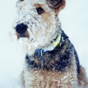 Valkyrie in the snow.