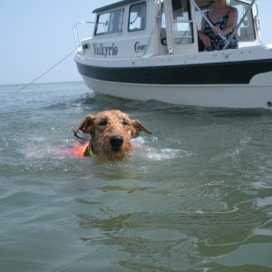Boomer heading for the beach to play with his buddies.