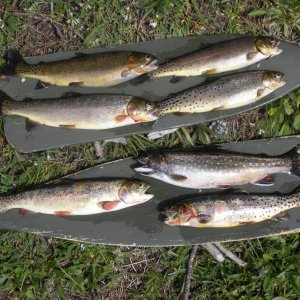 A morning's catch: rainbows, cutthroat, brookie and a cuttbow (rainbow/cutthroat cross).